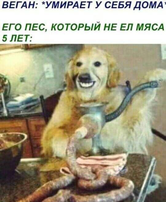 ВЕГАН УМИРАЕТ У СЕБЯ ДОМА ЕГО ПЕС КОТОРЫЙ НЕ ЕЛ МЯСА _5 ЛЕТ