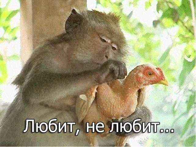 Любит не ліобйт