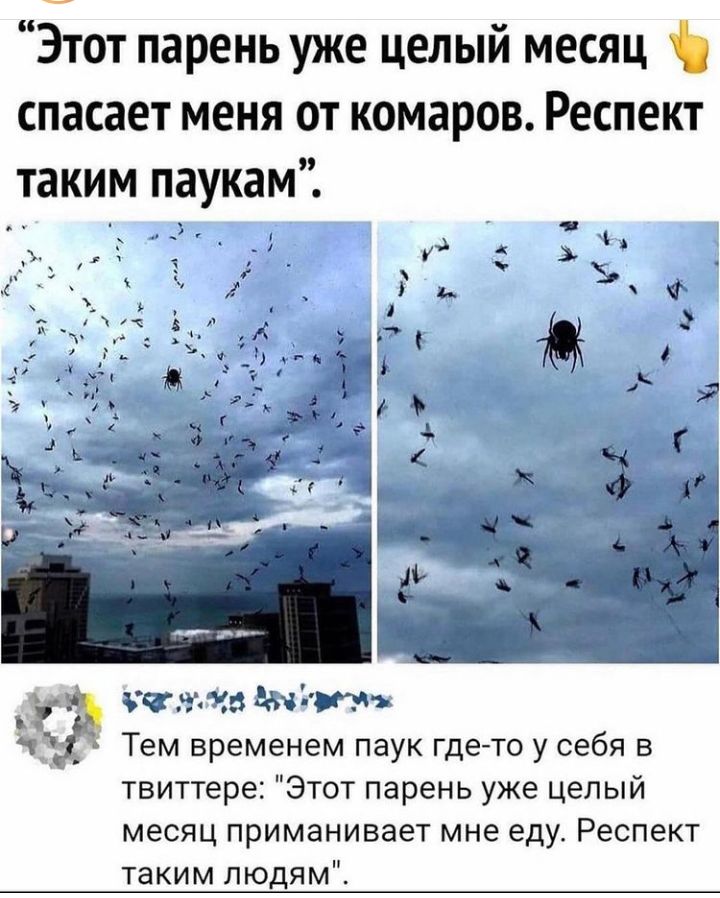 Этот парень уже целый месяц спасает меня от комаров Респект таким паукам _ уХ чит кв звчітт і Тем временем паук гдето у себя в твиттере Этот парень уже целый месяц приманивает мне еду Респект таким людям