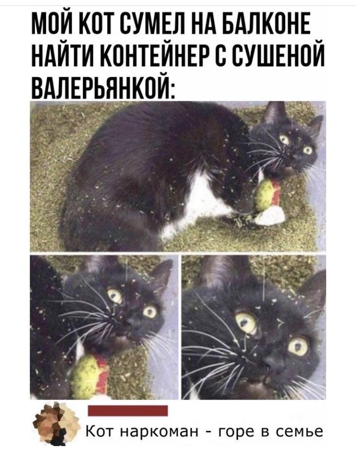 М0_Й КОТ ВУМЕЛ НА БАЛКВНЕ _ НАИТИ КОНТЕИНЕР В ВУШЕНОИ ВАЛЕЯРЬНКОИ _ КОТ наркоман горе В семье
