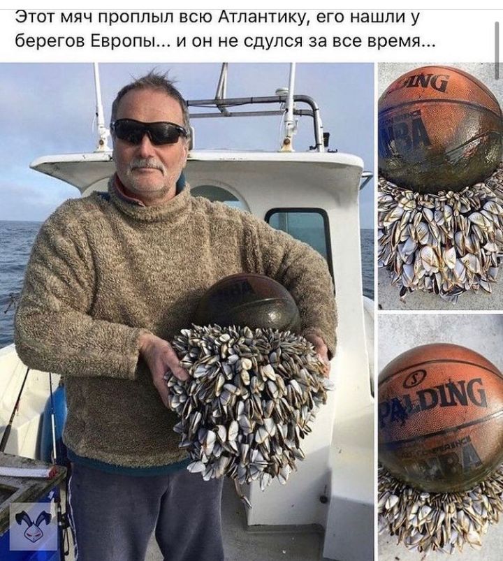 ЭТОТ МЯЧ ПРОППЫП ВСЮ АТЛаНТИКУ его нашли у берегов Европы И ОН не СДУЛСЯ за все время