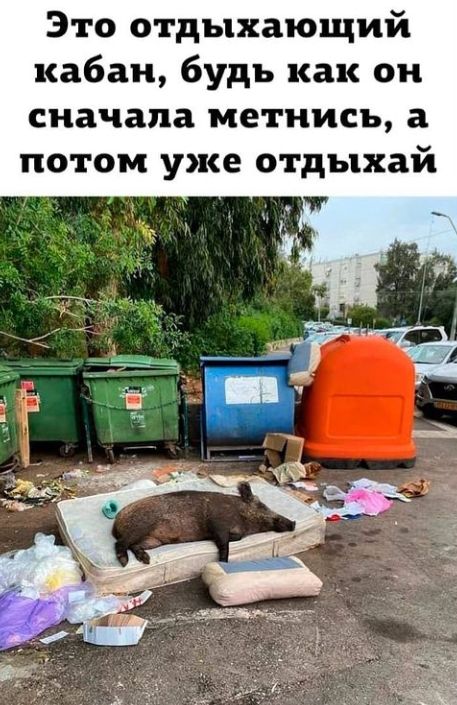 Это отдыхающий кабан будь как он сначала метнись а потом уже отдыхай