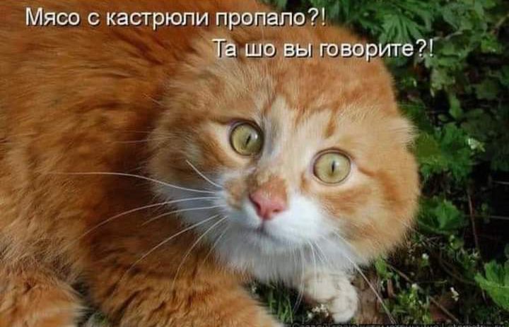 Мясо с кастрюли прицепа