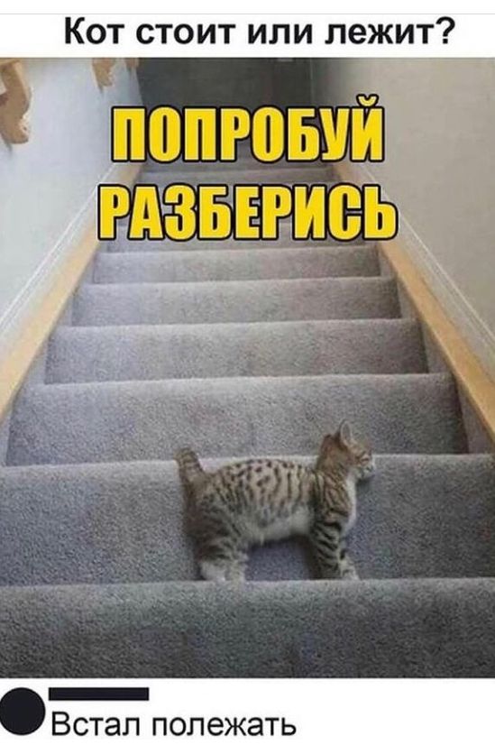 КОТ ТОИТ ИЛИ ЛЕЖИТ В полежать