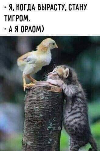 Я НПГДА БЫРАБТУ СТАНУ ТИГРОМ А Я ПРАОМ