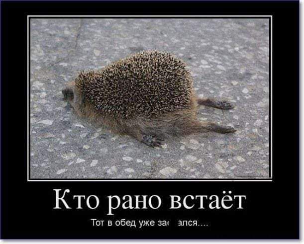 Кто рано встаёт Тот в обед уже за алой