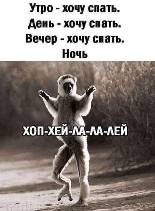Утро хочу спать день хочу спать Вечер хочу спать Ночь