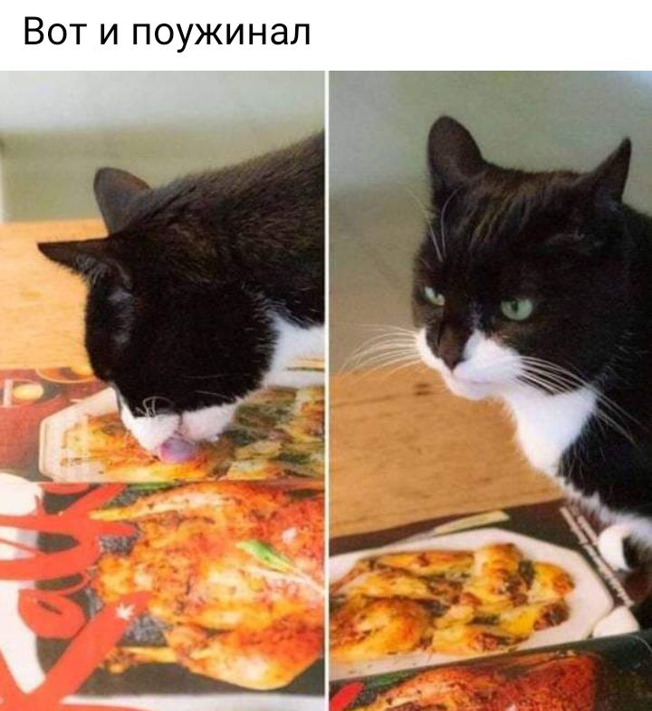 Л 8 Н И ж у 0 П И Т О В