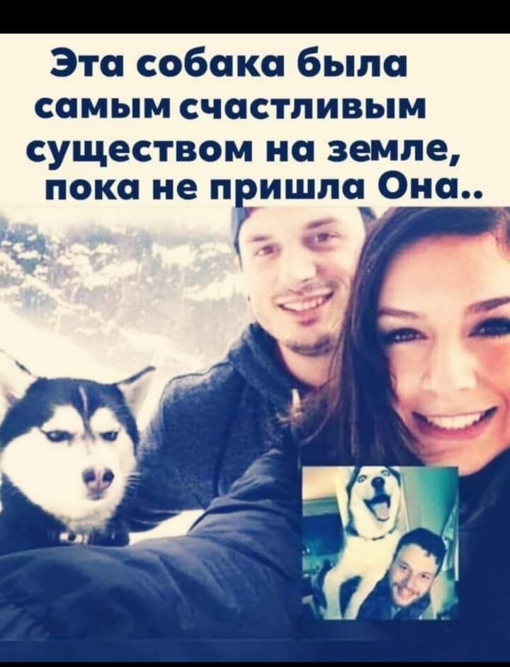 Эта собака было самым счастливым существом на земле пока не пгишпа0нсь _