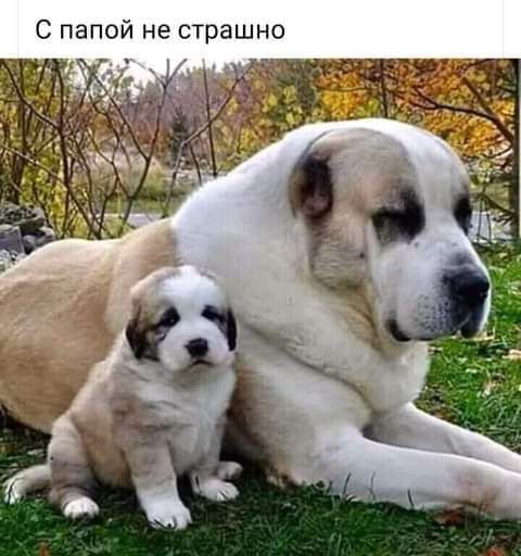 С папой не страшно