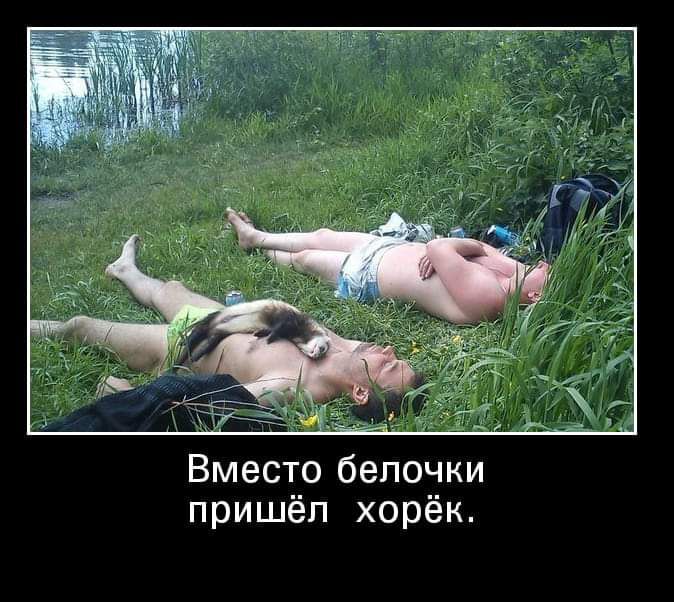Вместо бепочки пришёл хорёк