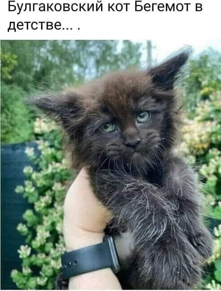 Булгаковский кот Бегемот в детстве
