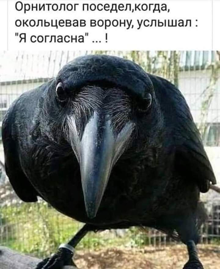 Орнитолог поседелкогда окопьцевав ворону услышал Я согласна