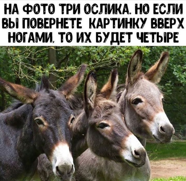 НА ФОТО ТРИ ОСЛИКА НО ЕСЛИ вы поверит кдртинку вверх ногдми то вудчпг ЫРЕ