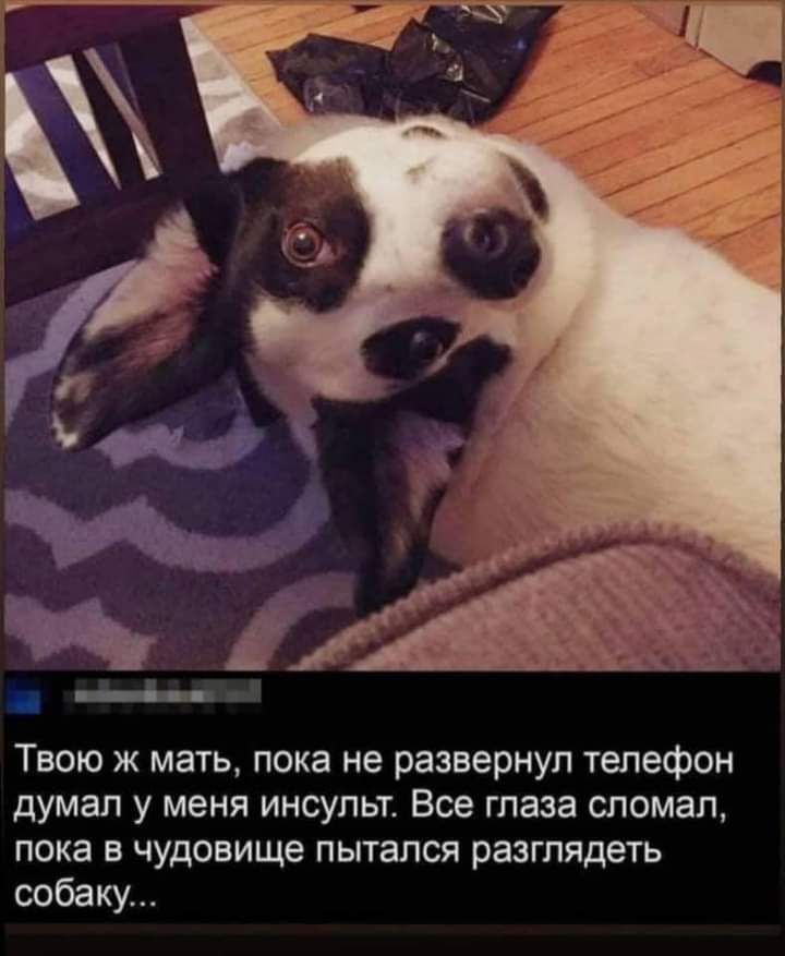 Твою ж мать пока не развернул телефон думал у меня инсульт Все глаза сломал пока в чудовище пытался разглядеть собаку