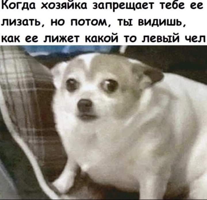 Когда хозяйка запрещает тебе ее лизать но потом ты видишь как ее лижет какой то левый чел