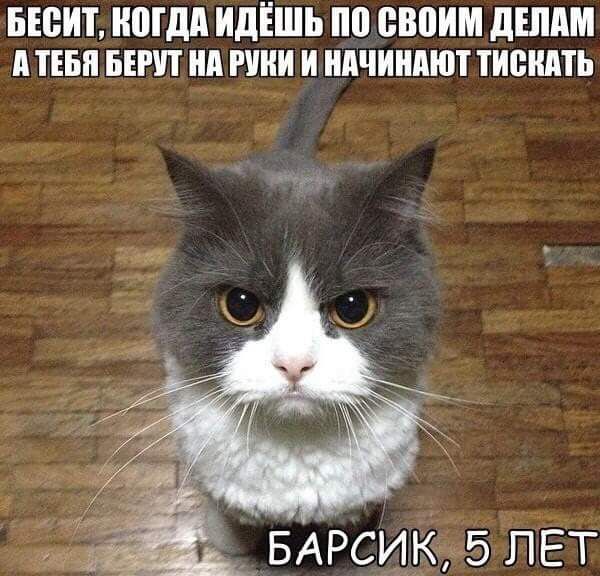 БЮИТ МДП ИДЁШЬ по своим дЕППМ п ТЕБЯ БЕПП нд РШИ И НАЧИНПЮТ ТИСШПЬ БАРсиК_5 ЛЕТ