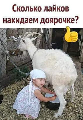 Сколько лайков накидаем доярочке