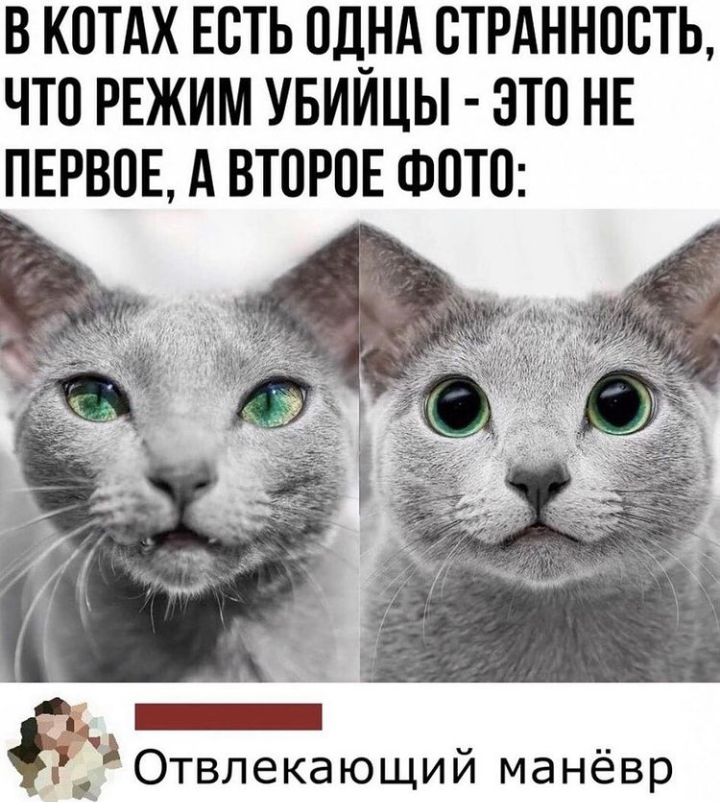 В КОТАХ ЕОТЬ ОД_НА ОТРАННООТЬ ЧТО РЕЖИМ УБИИЦЫ ЭТО НЕ ПЕРВОЕ А ВТОРОЕ ФОТО _ Отвлекающий манёвр