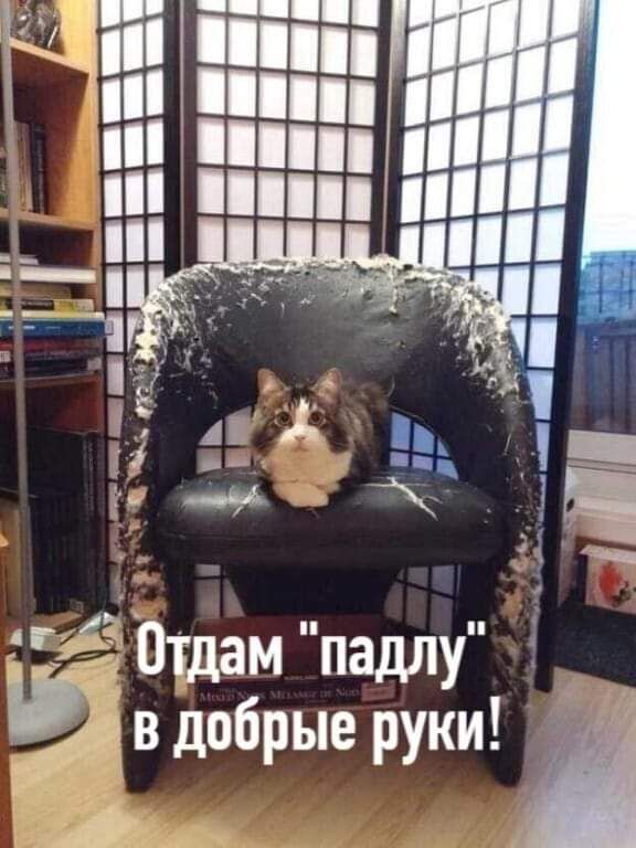 Отдам падлу в добрые руки и