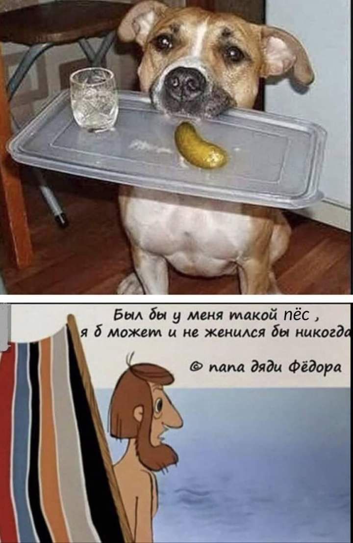 Бои бы у меня такой пёс папа дяди Фёдора