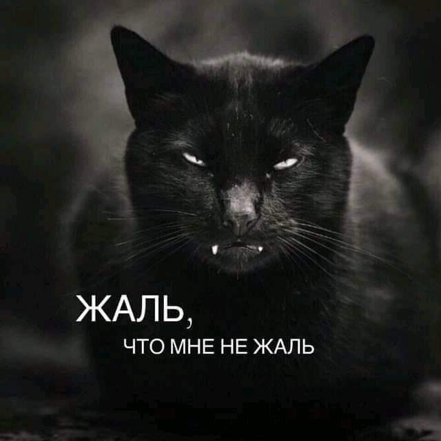 ЖАЛЬ ЧТО МНЕ НЕ ЖАЛЬ