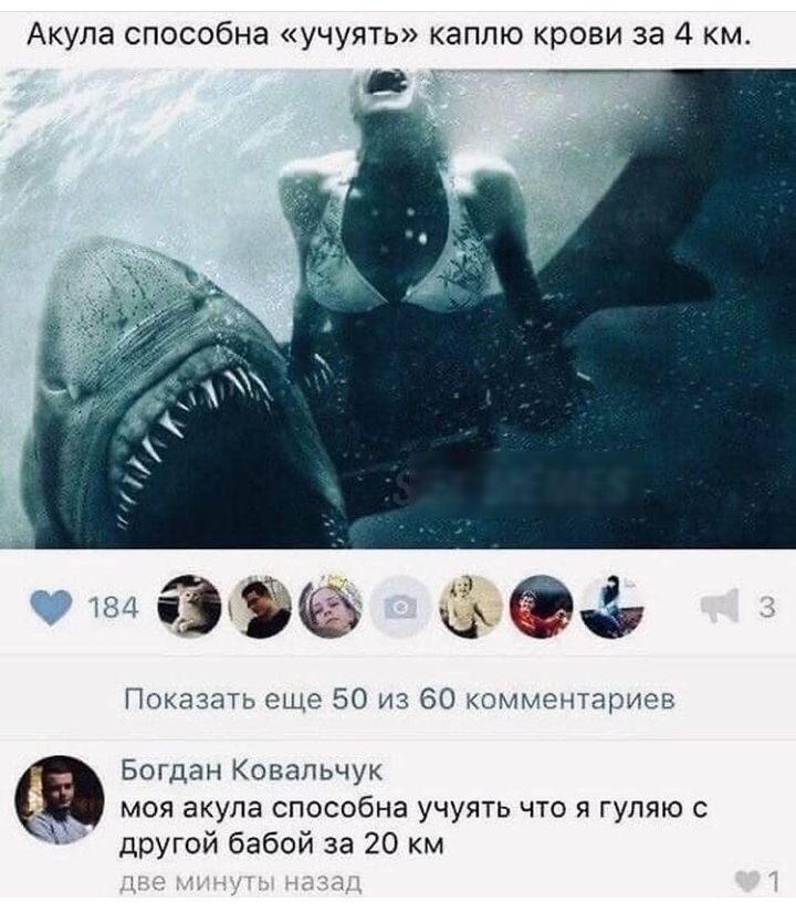 Акула способна учуять каплю крови за 4 км Показать еще 50 из 60 комментариев Богдан Ковальчук моя акула способна учуять что я гуляю с другой бабой за 20 км