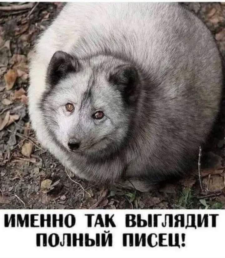 именнотдн выглядит полным писш