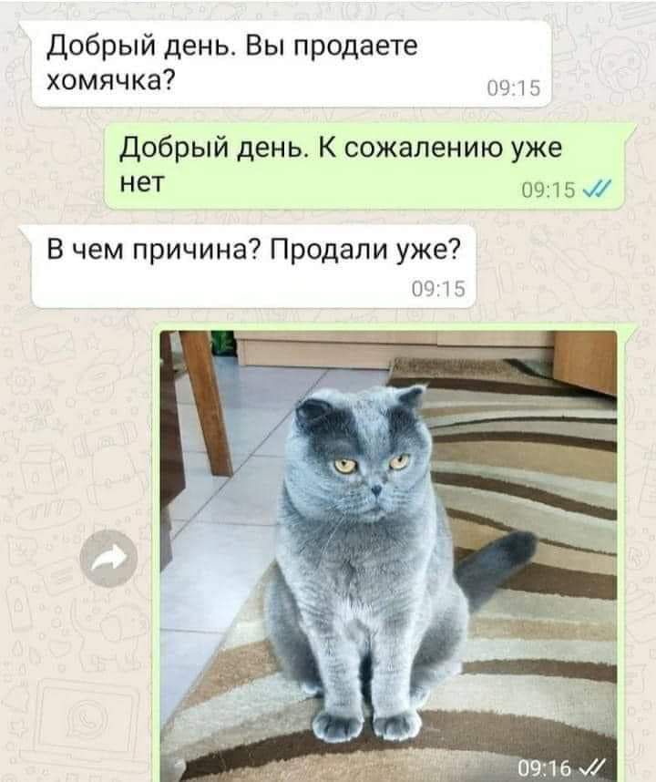 Добрый день Вы продаете хомячка и добрый день К сожалению уже нет 0915 7 В чем причина Продали уже оч