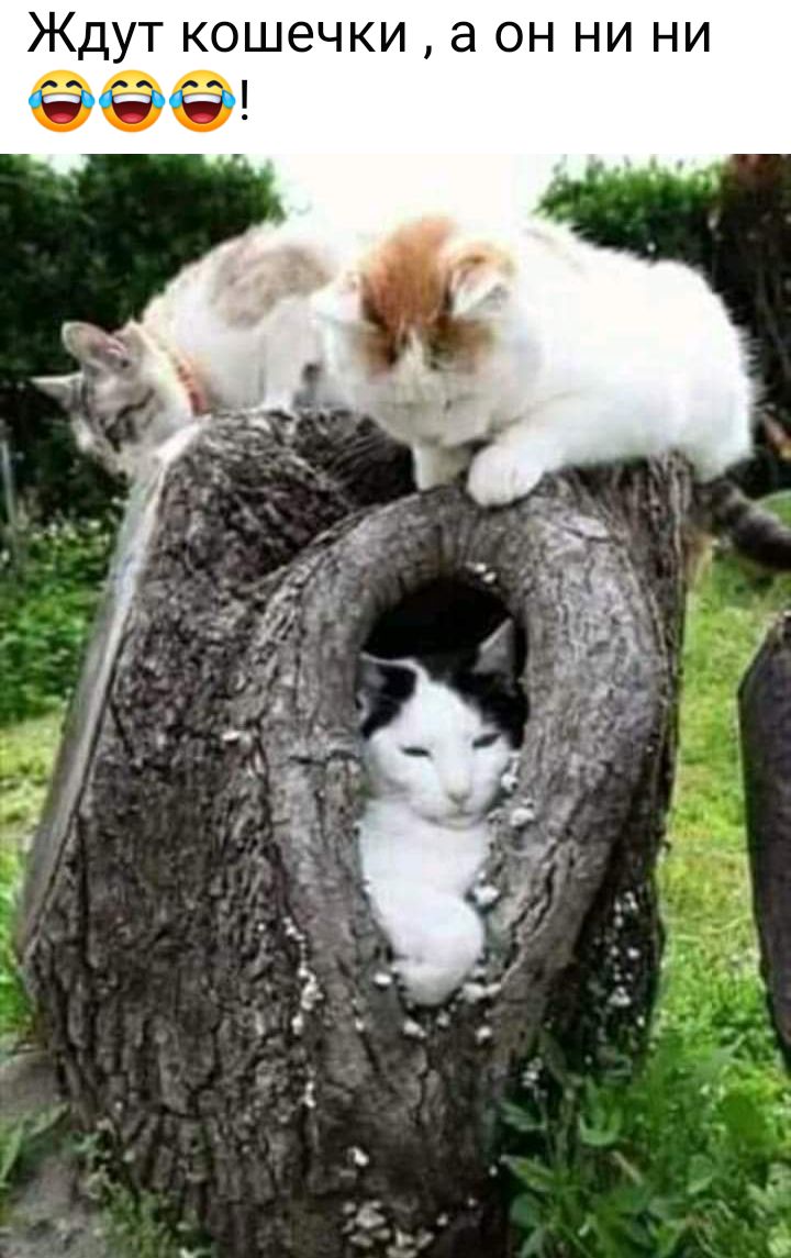ЖДУТ КОШЕЧКИ а ОН НИ НИ