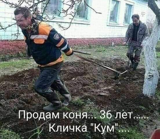 Продём кфня 36 лет 4 Кличка КуМ