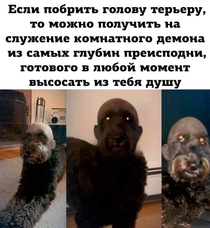 Если побрить голову терьеру то можно получить на служение комнатного демона из самых глубин преисподни готового в любой момент высосать из тебя душу