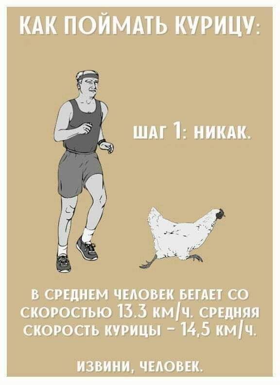 Как поймать курицу: шаг 1: никак. В среднем человек бегает со скоростью 13.5 кмч. Средняя скорость курицы  145 кмч. Извини, человек.