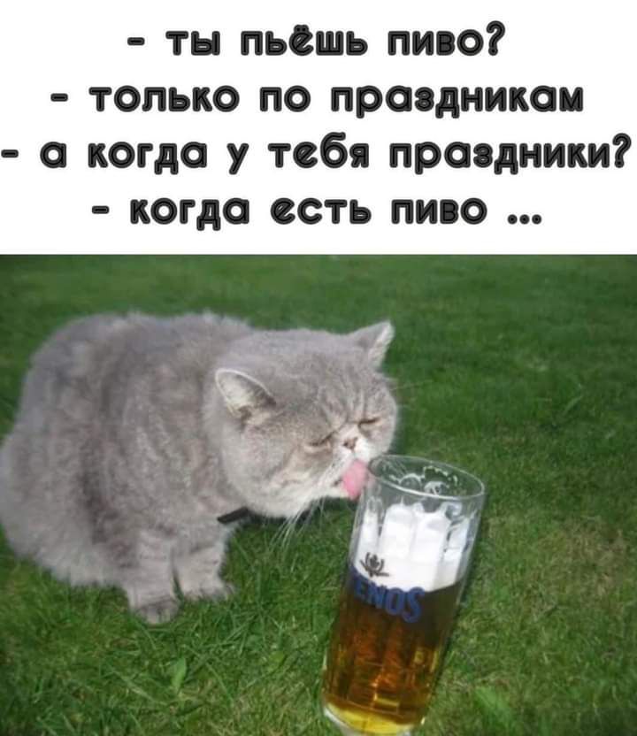 тн пьешь пиво только по праздникам а когда у тебя праздники когда есть пиво