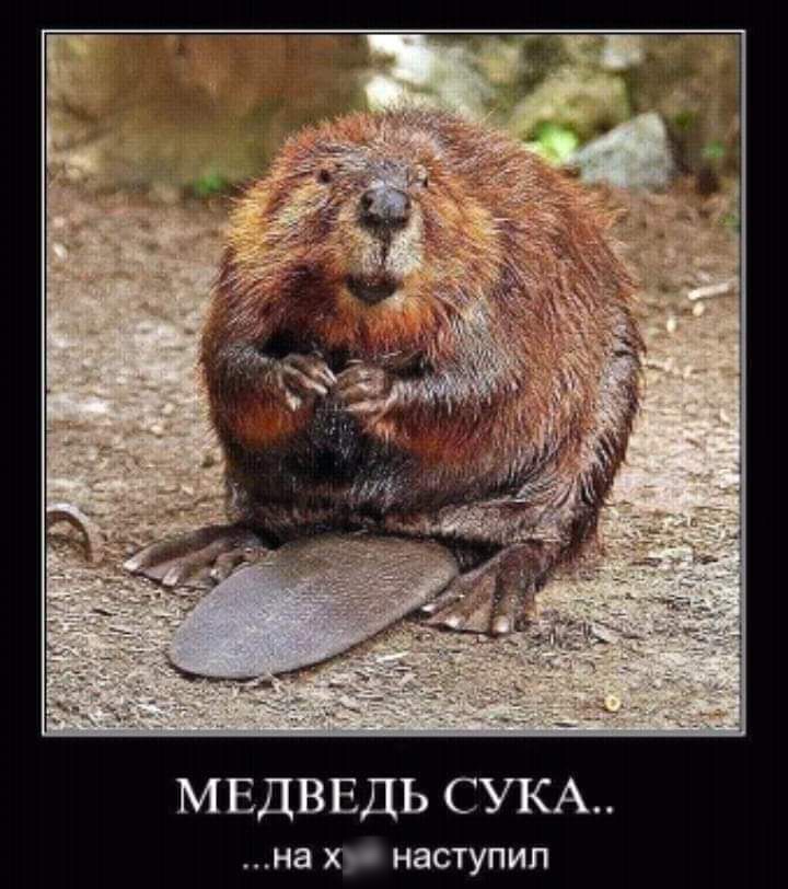 МЕДВЕДЬ СУКА на хг НЗСТУПИЛ