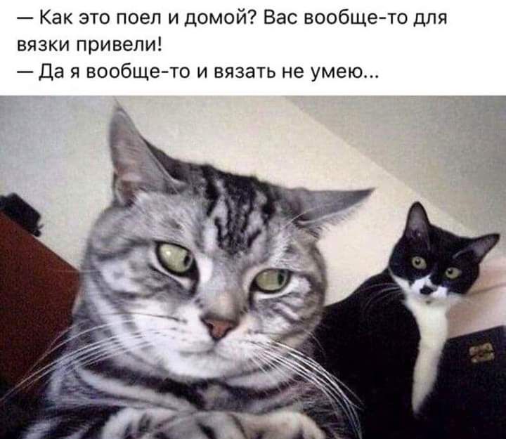 Как это поел и домой Вас вообще то для вязки привели Да я вообще то и вязать не умею