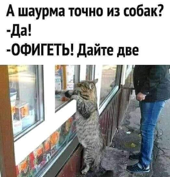 А шаурма точно из собак Да ОФИГЕТЬ дайте две