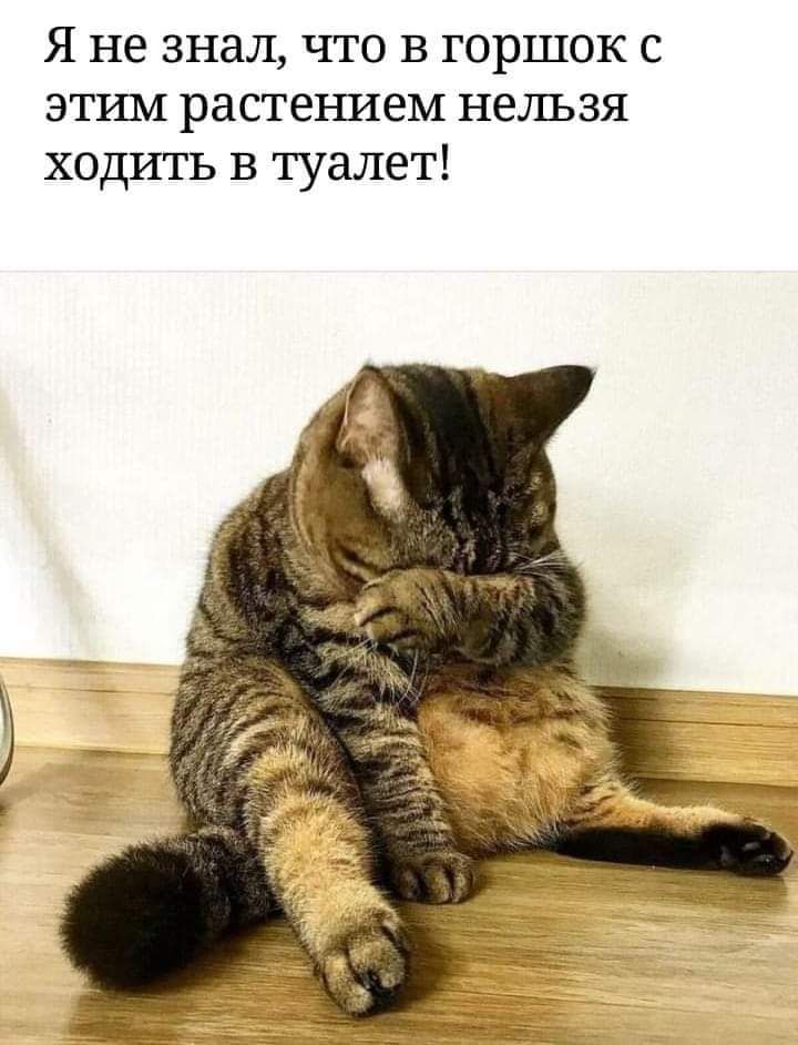 Я не знал что в горшок с этим растеъшем нельзя ходить в туалет
