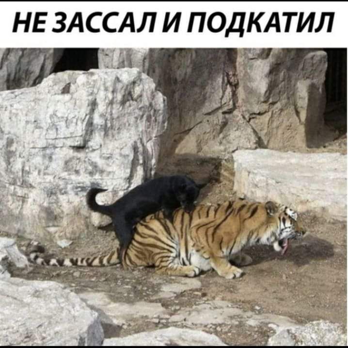 НЕ ЗАССАЛ И ПОДКАТИЛ