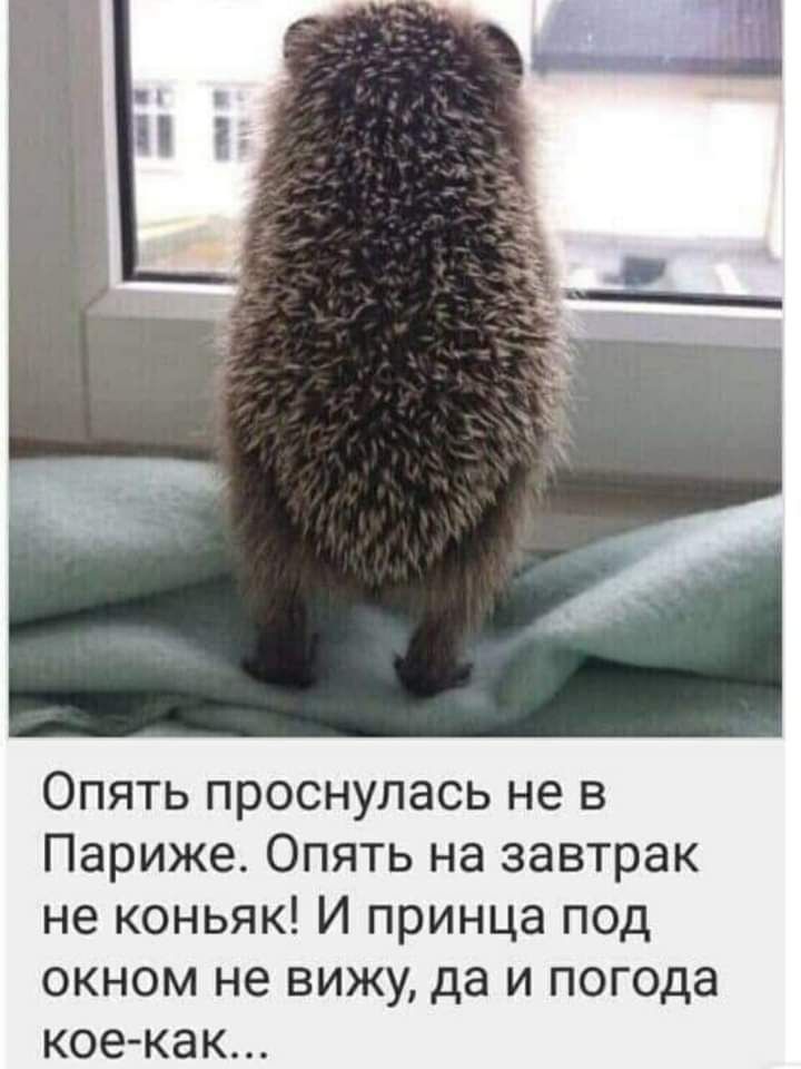 Опять проснулась не в Париже Опять на завтрак не коньяк И принца под окном не вижу да и погода кое как