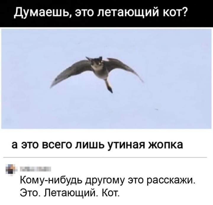 думаешь это летающий кот а ЭТО ВСЕГО ЛИШЬ УТИНЗЯ ЖОПКЗ Кому нибудь другому это расскажи Это Летающий Кот