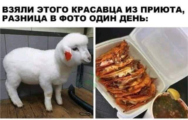 ВЗЯЛИ ЭТОГО КРАСАВЦА ИЗ ПРИЮТА РАЗНИЦА В ФОТО ОДИН дЕНЬ