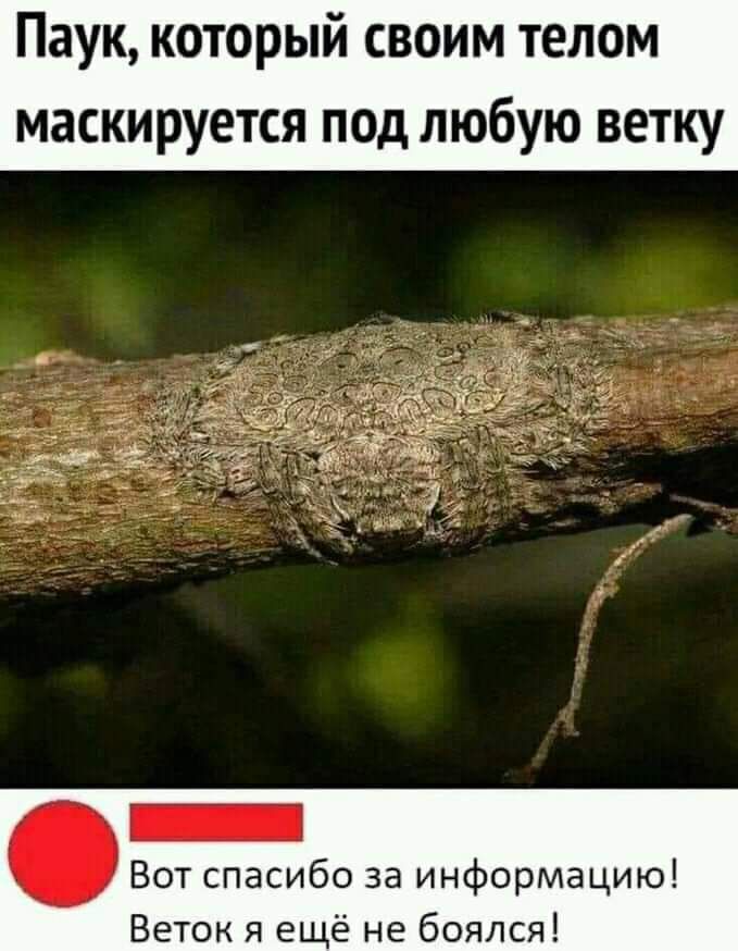 Паук который своим телом маскируется под любую ветку Вот спасибо за информацию Веток я ещё не боялся