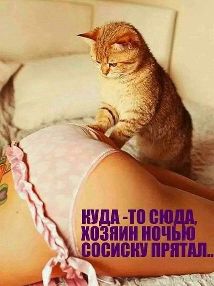 ни козддин ипч т