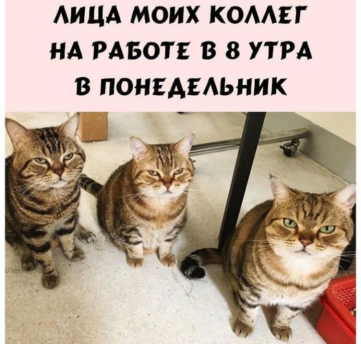 АИЦА МОИХ КОААЕГ НА РАБОТЕ В 8 УТРА В ПОНЕАЕАЬНИК