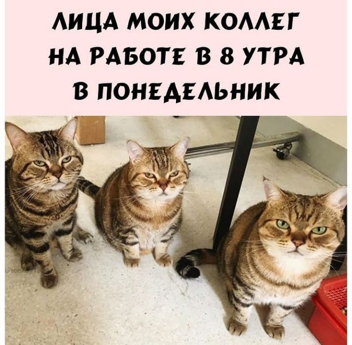 АИЦА МОИХ КОААЕГ НА РАБОТЕ В 8 УТРА В ПОНЕАЕАЬНИК