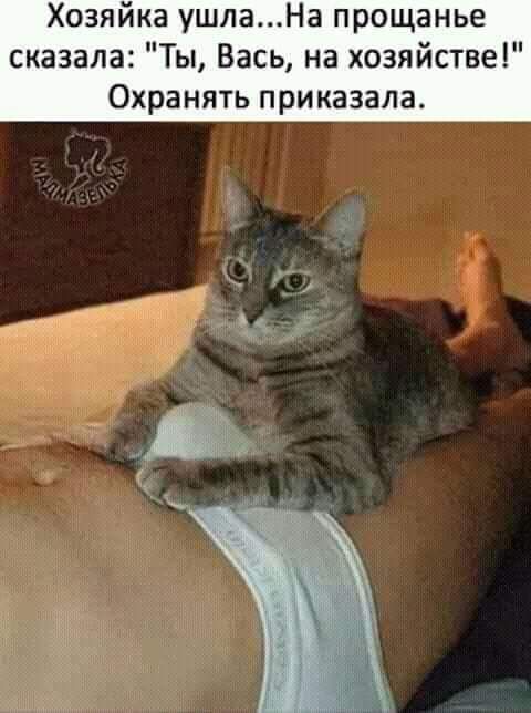 Хозяйка ушлаНа прощанье сказала Ты Вась на хозяйстве Охранять приказала