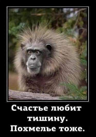 Счастье любит тишину Похмелье тоже