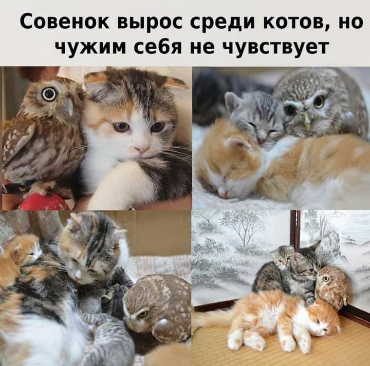 Совенок вырос среди котов но чужим себя не чувствует