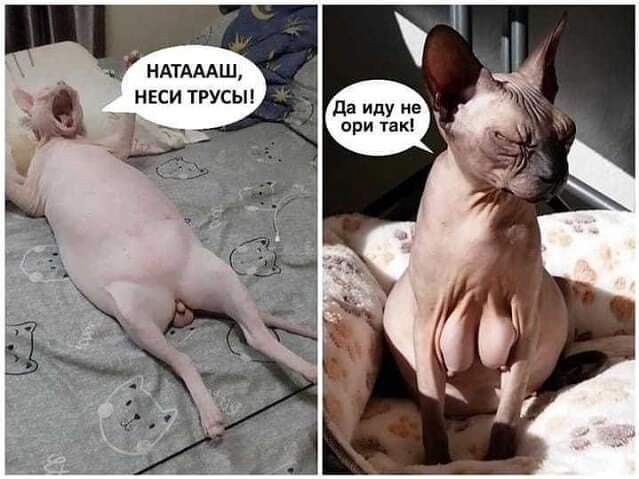 НАТАААШ НЕСИ ТРУСЬП да иду на сри так